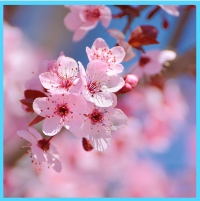 Screen Shot 2021-01-10 at 3.01.05 PM